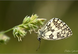 Papillons et autres insectes